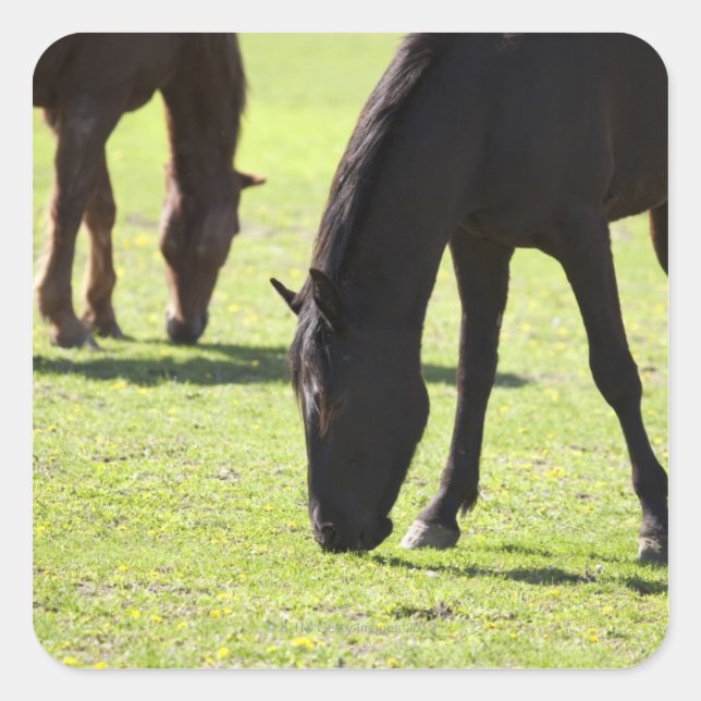Horses grazing 2 square sticker (Front)