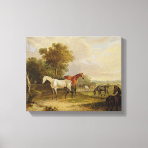 Horses Grazing: A Grey Stallion grazing with Mares Canvas Print