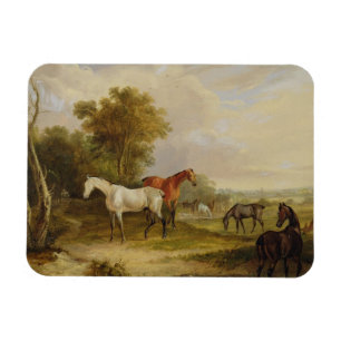 Horses Grazing: A Grey Stallion grazing with Mares Magnet