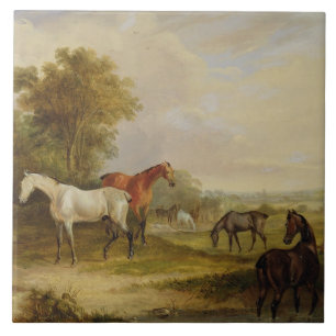 Horses Grazing: A Grey Stallion grazing with Mares Tile