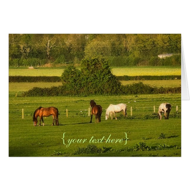 Horses grazing at Bower Hinton, Somerset (Front Horizontal)