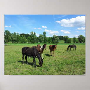 Horses Grazing in a Green Pasture Poster
