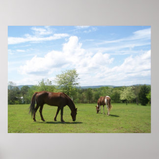 Horses Grazing on Fields Beautiful Sky Poster