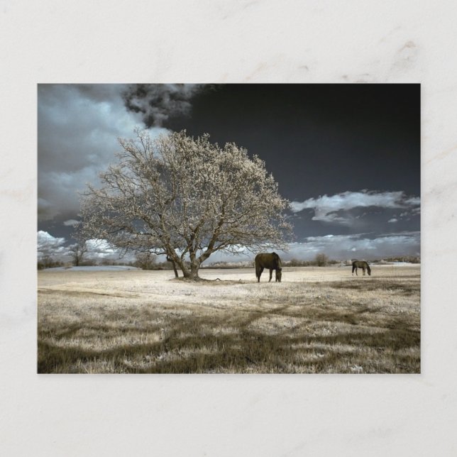 Horses Grazing Postcard (Front)