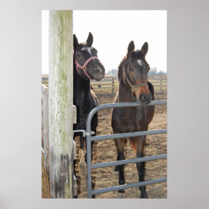 Horses Grazing Poster