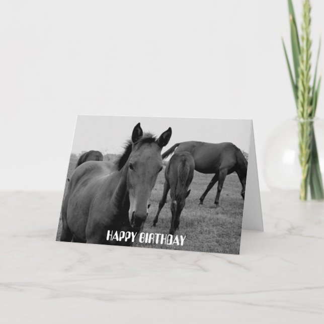 HORSES HAPPY BIRTHDAY card design (Front)