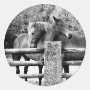 Horses Hugging - Horse Love Photograph Classic Round Sticker