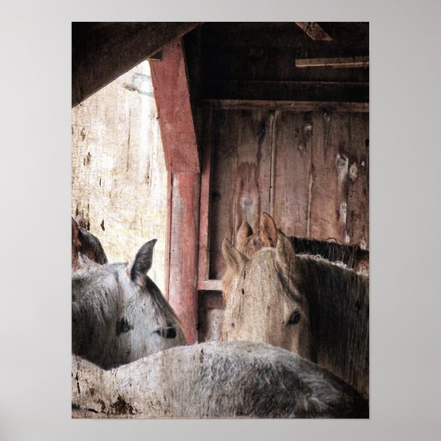Horses in a Barn on a Rainy Day Poster (Front)