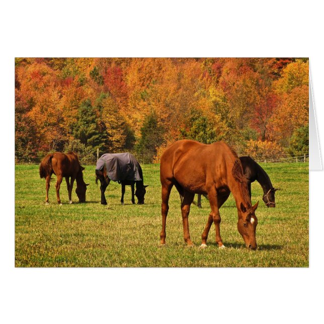 Horses in Autumn Blank Card (Front Horizontal)