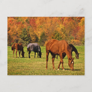 Horses in Autumn Postcard