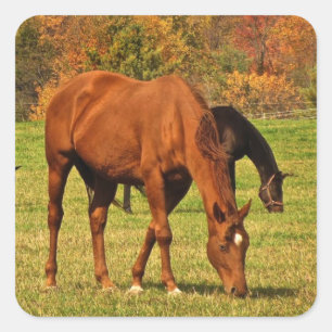 Horses in Autumn Square Sticker