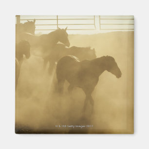 Horses in corral magnet