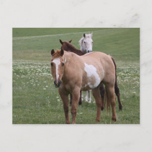 Horses in Field Postcard