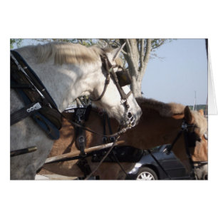 Horses in Harness