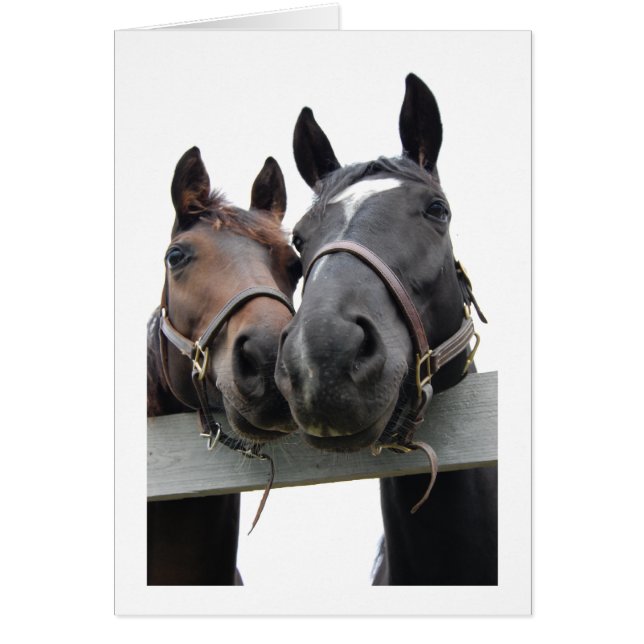 Horses in Love (Front)