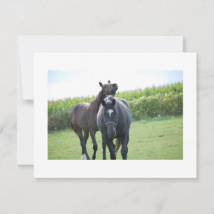 Horses in Love