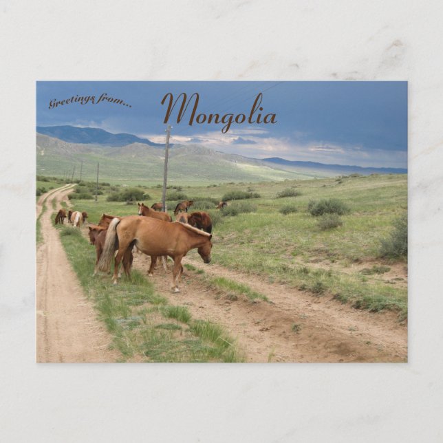 Horses in Mongolia Postcard (Front)
