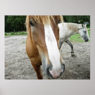 Horses in Ocala, Florida Art Poster