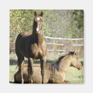Horses in pasture magnet