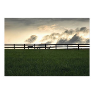 Horses In Pasture Photo Print