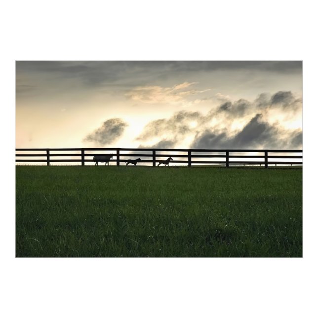 Horses In Pasture Photo Print (Front)
