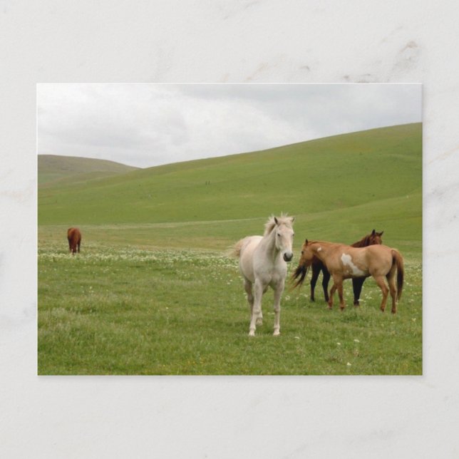 Horses in Pasture Postcard (Front)