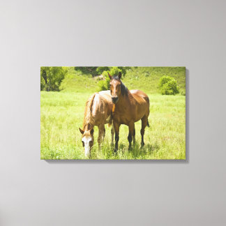 Horses in San Rafael Valley, Arizona Canvas Print