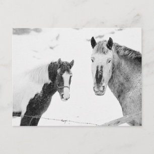 Horses In Snow Postcard