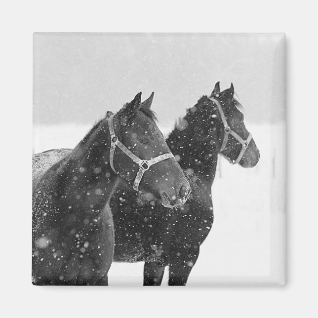 Horses in Snowfall Magnet (Front)