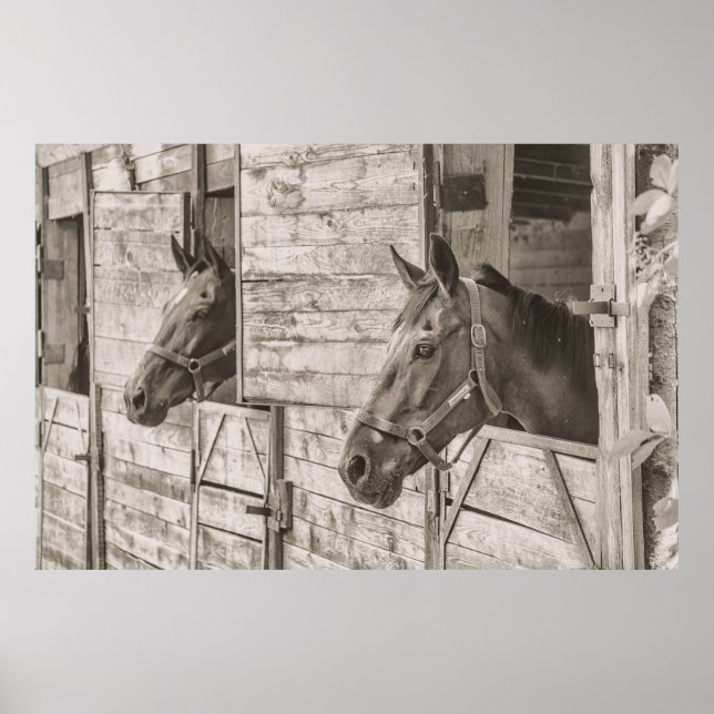 Horses in Stable Poster (Front)