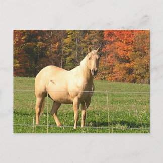 Horses in the Fall Postcard