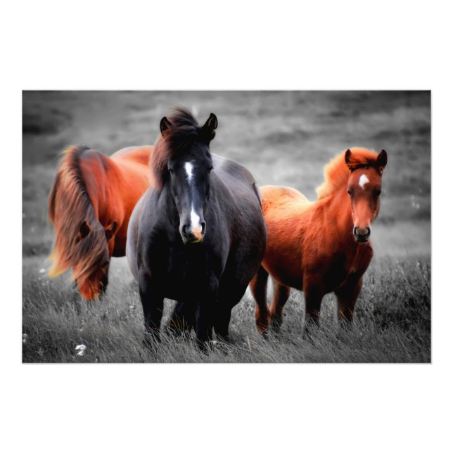 Horses In The Field Partial Colour Photography Photo Print (Front)