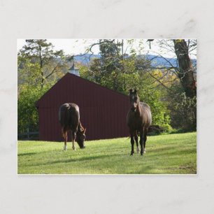 Horses in the field postcard