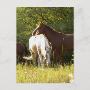 Horses in the Meadow Postcard