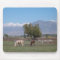 Horses In The Pasture