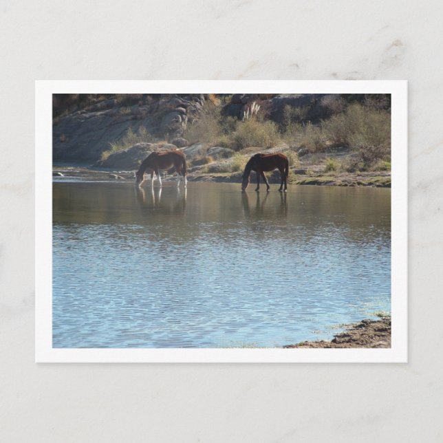 horses in the river postcard (Front)