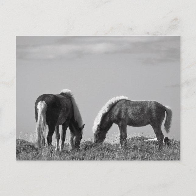 Horses in Whale-fjord #2 Postcard (Front)