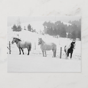 Horses In Winter Postcard