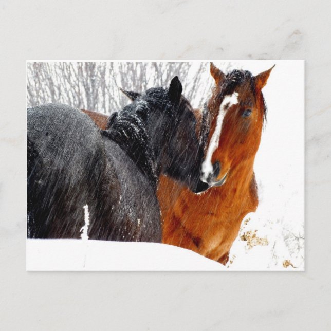 Horses Kissing in Snow Postcard (Front)