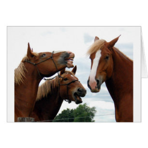 Horses laughing