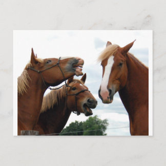 Horses laughing postcard