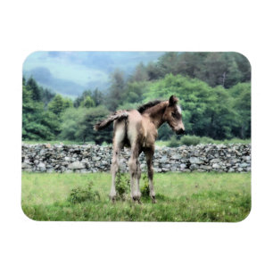 HORSES MAGNET