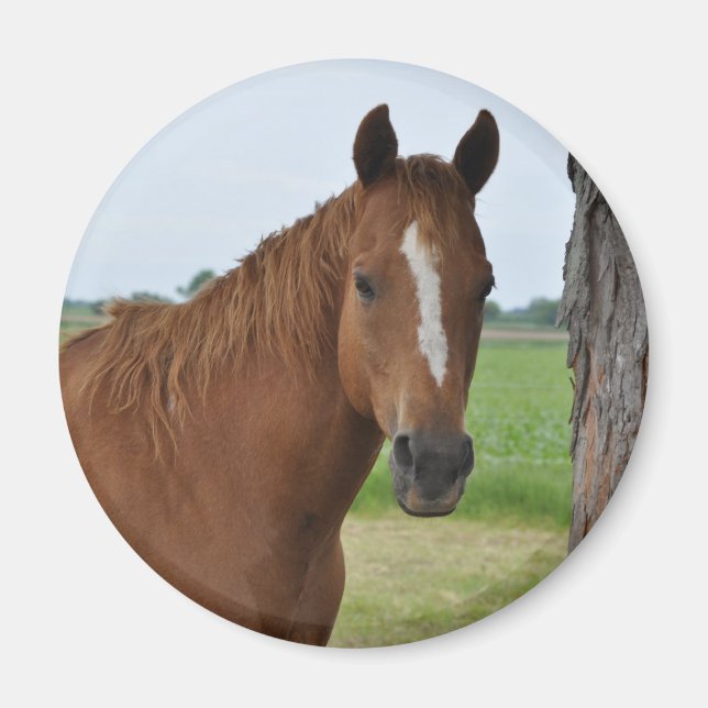 Horses Magnet (Front)