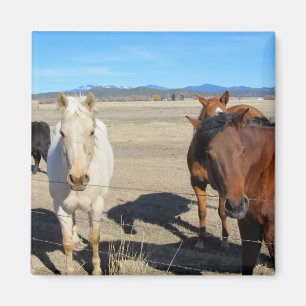 Horses Magnet