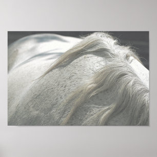 HORSES Mane Flea-Bitten Grey Mare Archival Poster