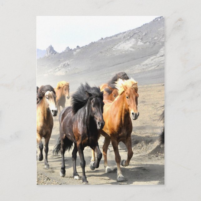 Horses moving to success postcard (Front)
