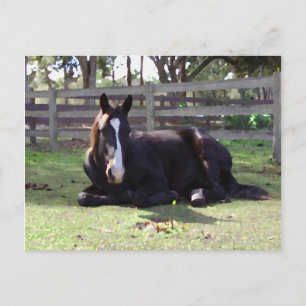 Horses' Nap Time Postcard