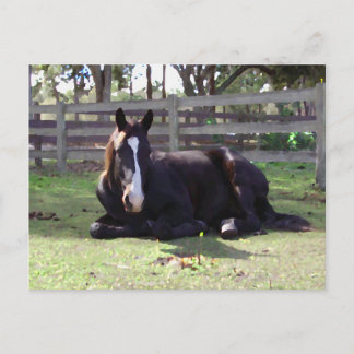 Horses' Nap Time Postcard