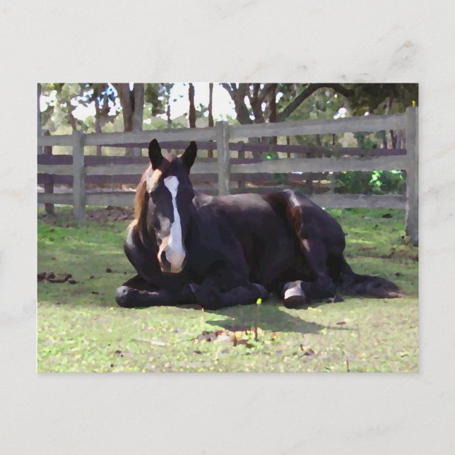 Horses' Nap Time Postcard (Front)