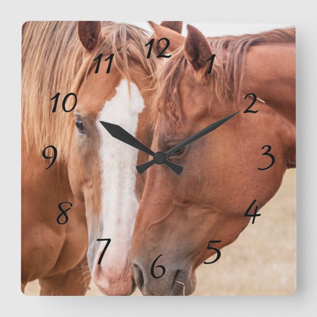 Horses nuzzling in a pasture square wall clock (Front)